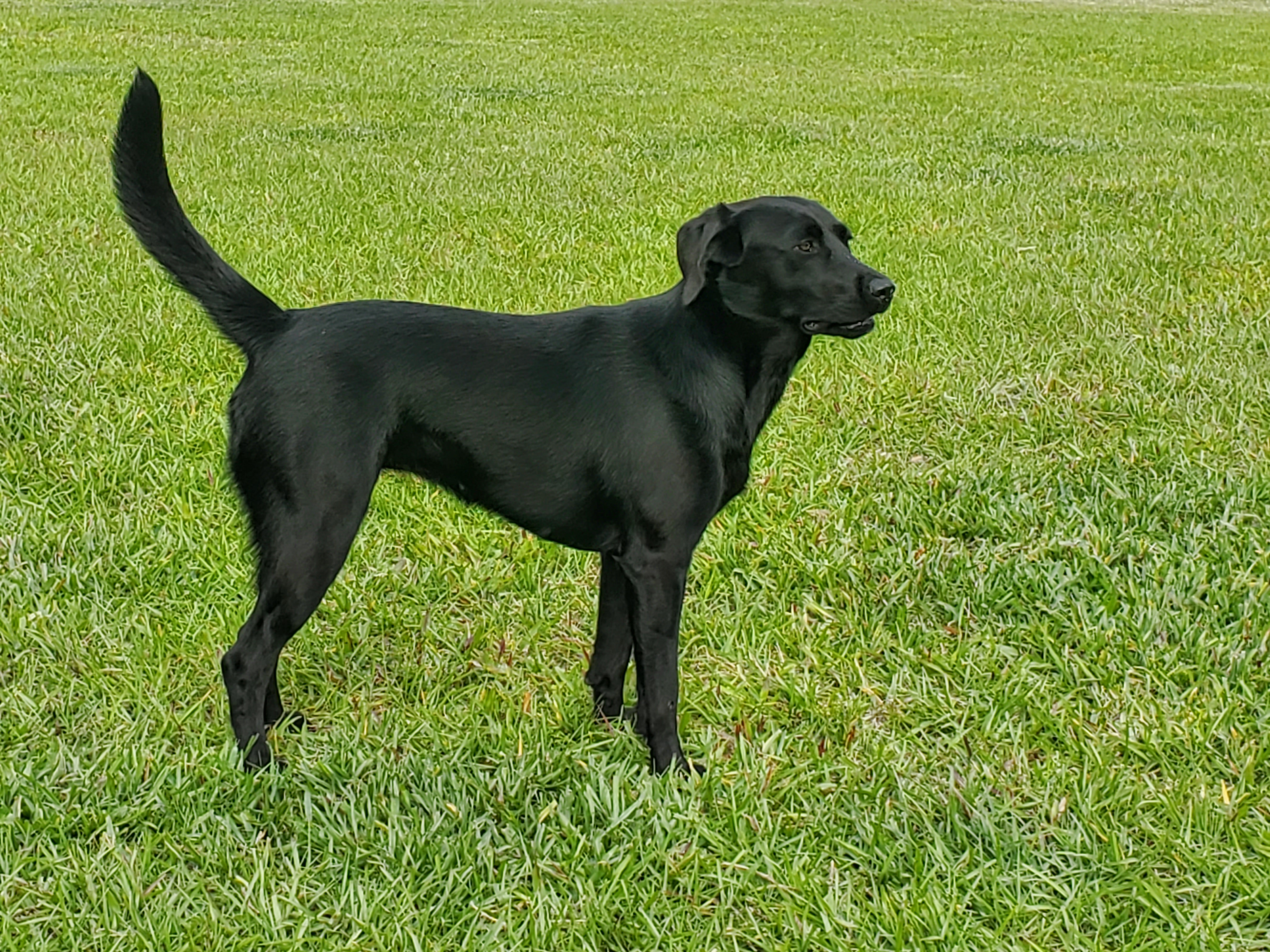 HR Brittni's Harley Rogue | Black Labrador Retriver