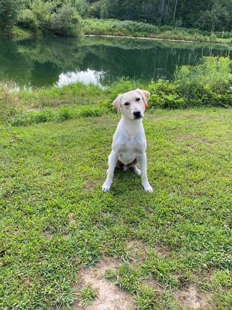 Cooperstown's The Professor | Yellow Labrador Retriver