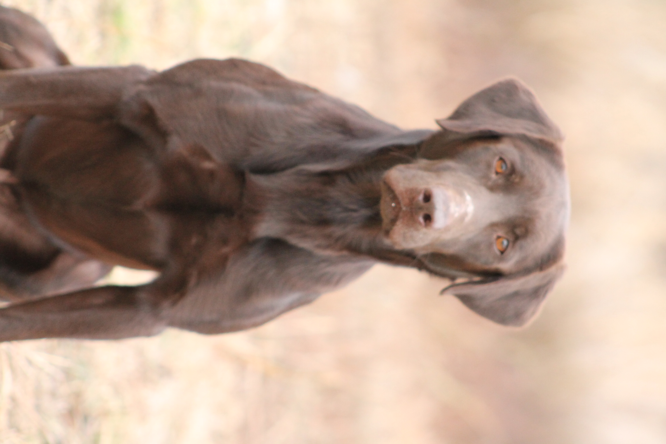 Lazy M Cut The Deck TKN | Chocolate Labrador Retriver