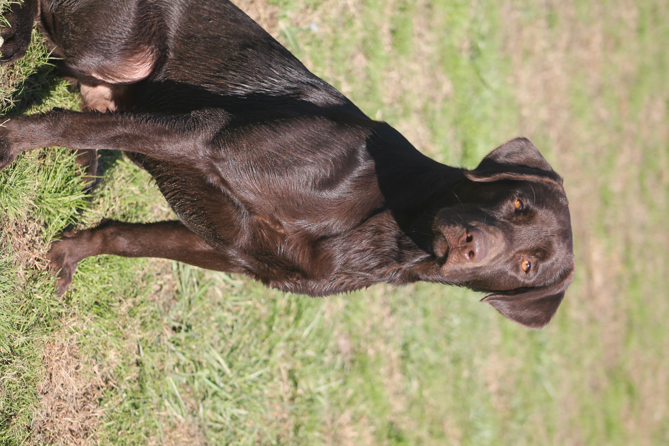 Lazy M Cut The Deck TKN | Chocolate Labrador Retriver