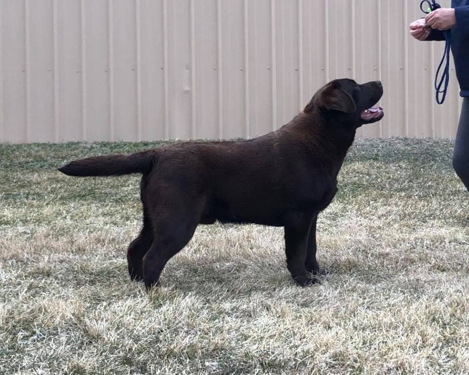 CH Inselheim Rustic Mocha | Chocolate Labrador Retriver