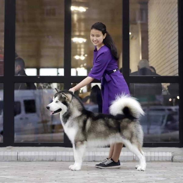 GICHIMAKONS RAISIN GOLD | Alaskan Malamute 