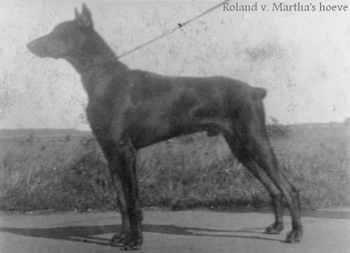 Roland v. Martha's Hoeve | Black Doberman Pinscher