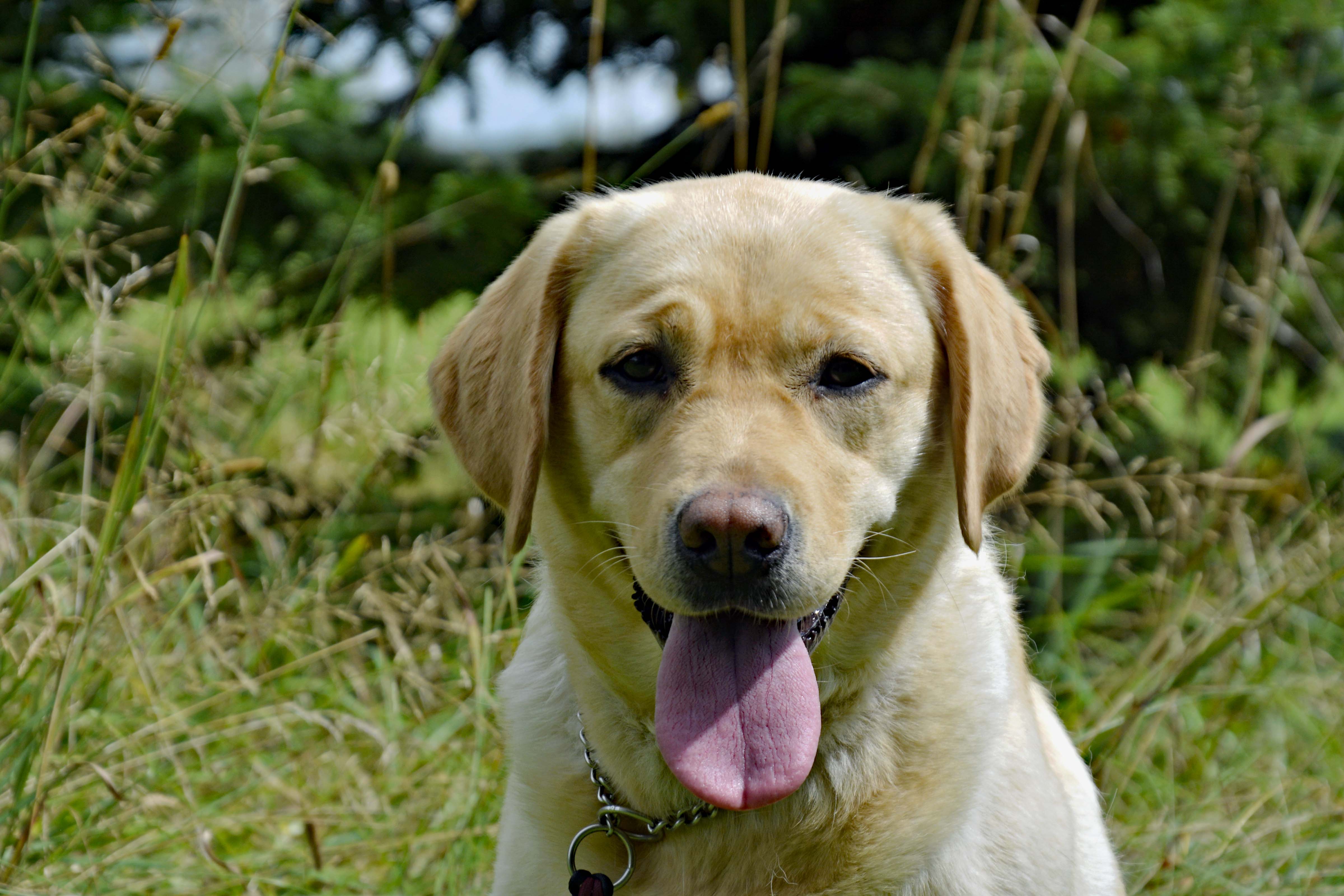 The Captain's Ashley | Yellow Labrador Retriver