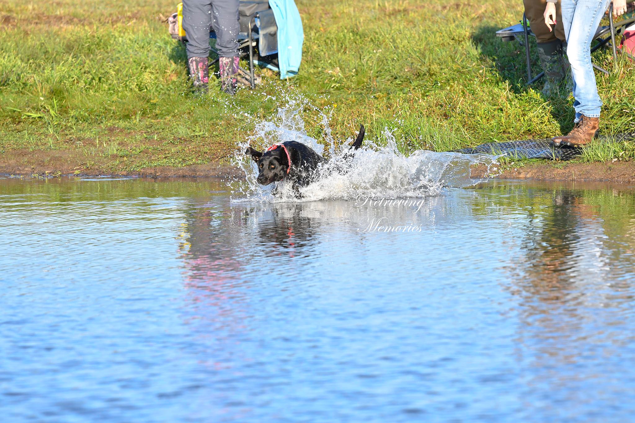 CHSD Deer Creek Outdoor's Lady JH VHMA JSH | Black Labrador Retriver