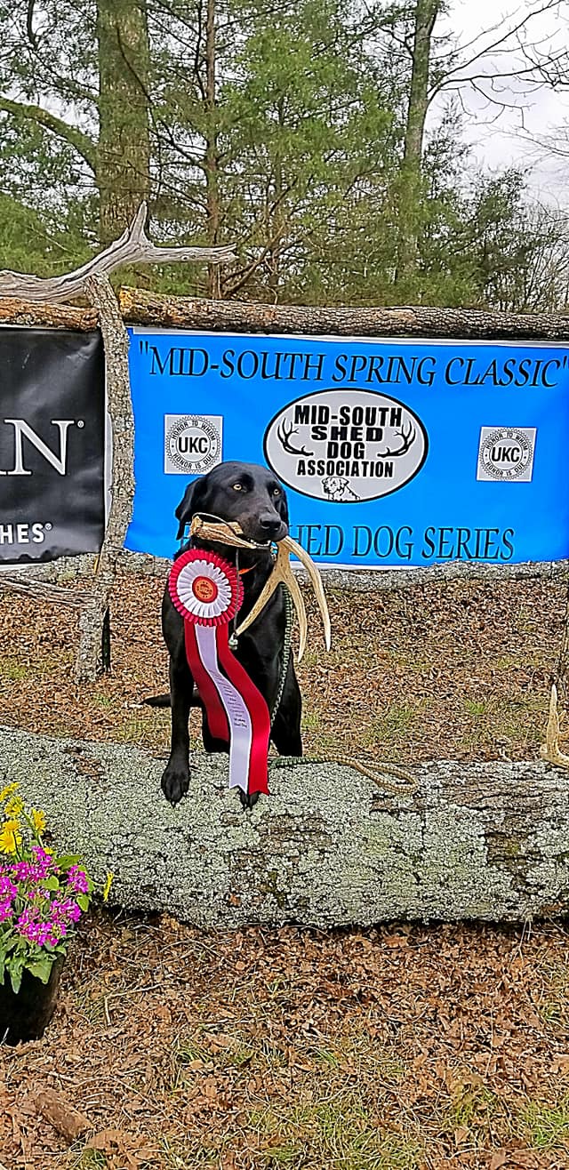 CHSD Deer Creek Outdoor's Lady JH VHMA JSH | Black Labrador Retriver