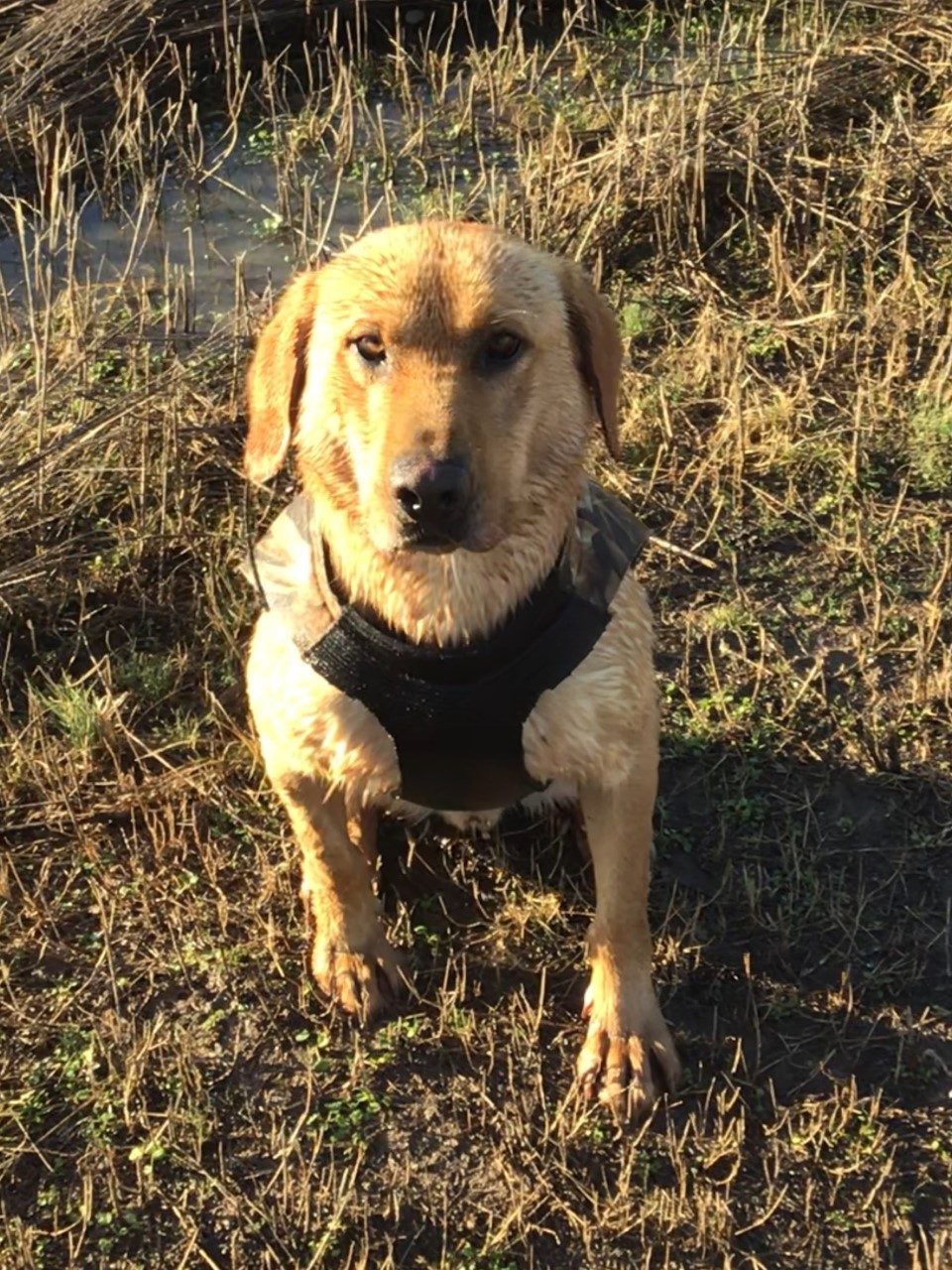 Lindsey's Toucan Sam | Yellow Labrador Retriver