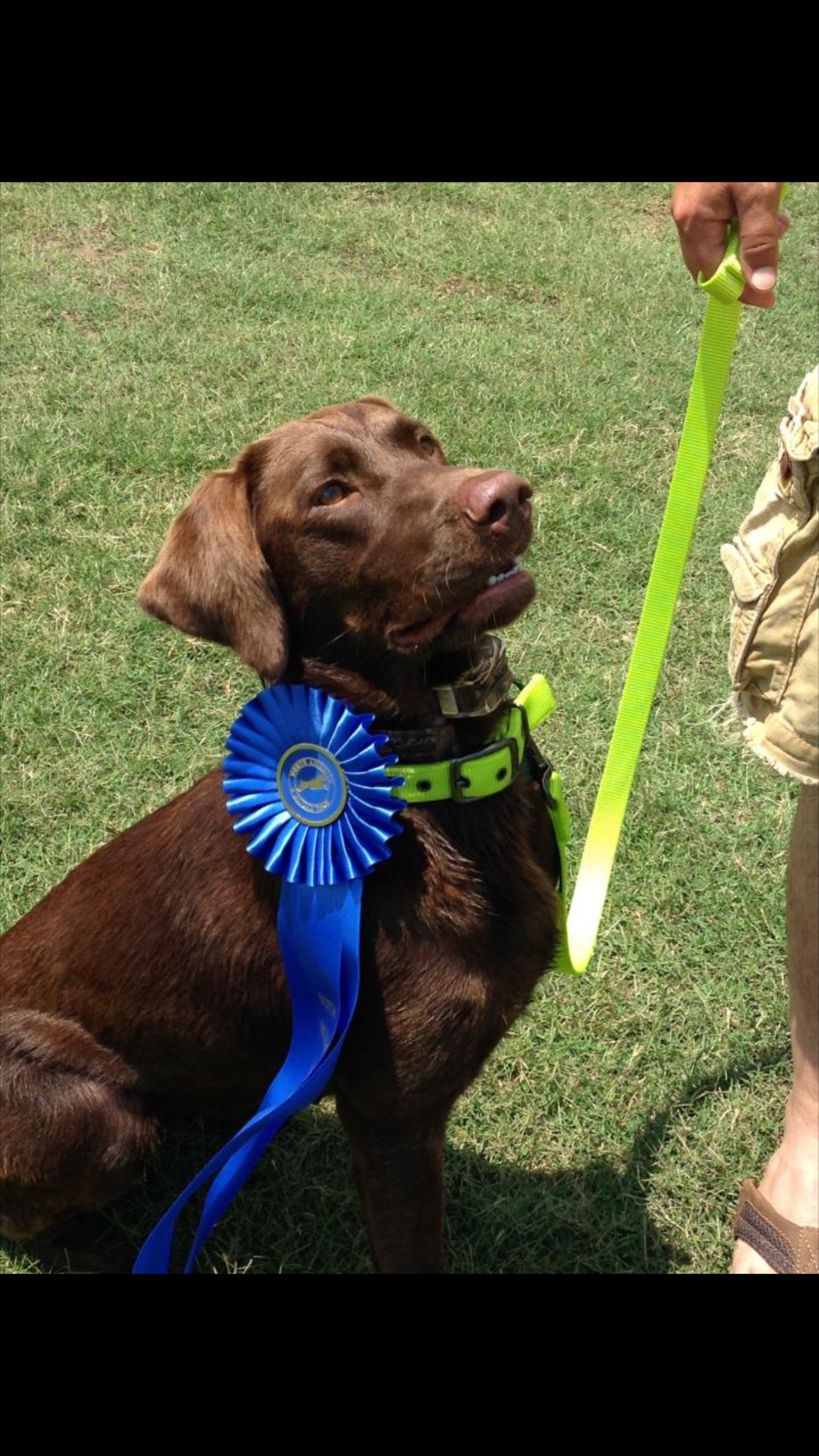 Bailey Makhi Godiva | Chocolate Labrador Retriver