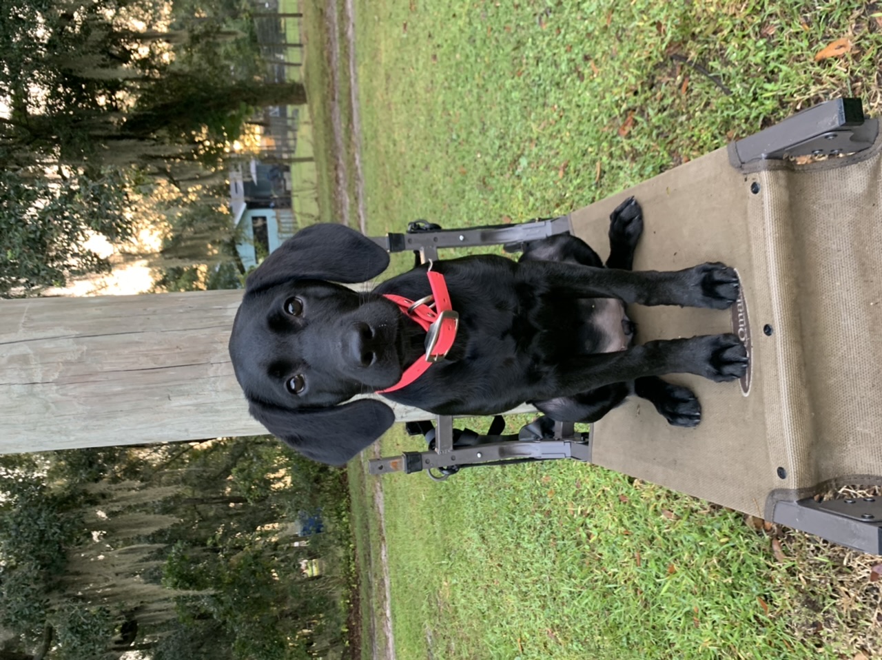 HR Edb’s Easy On The Eyes | Black Labrador Retriver