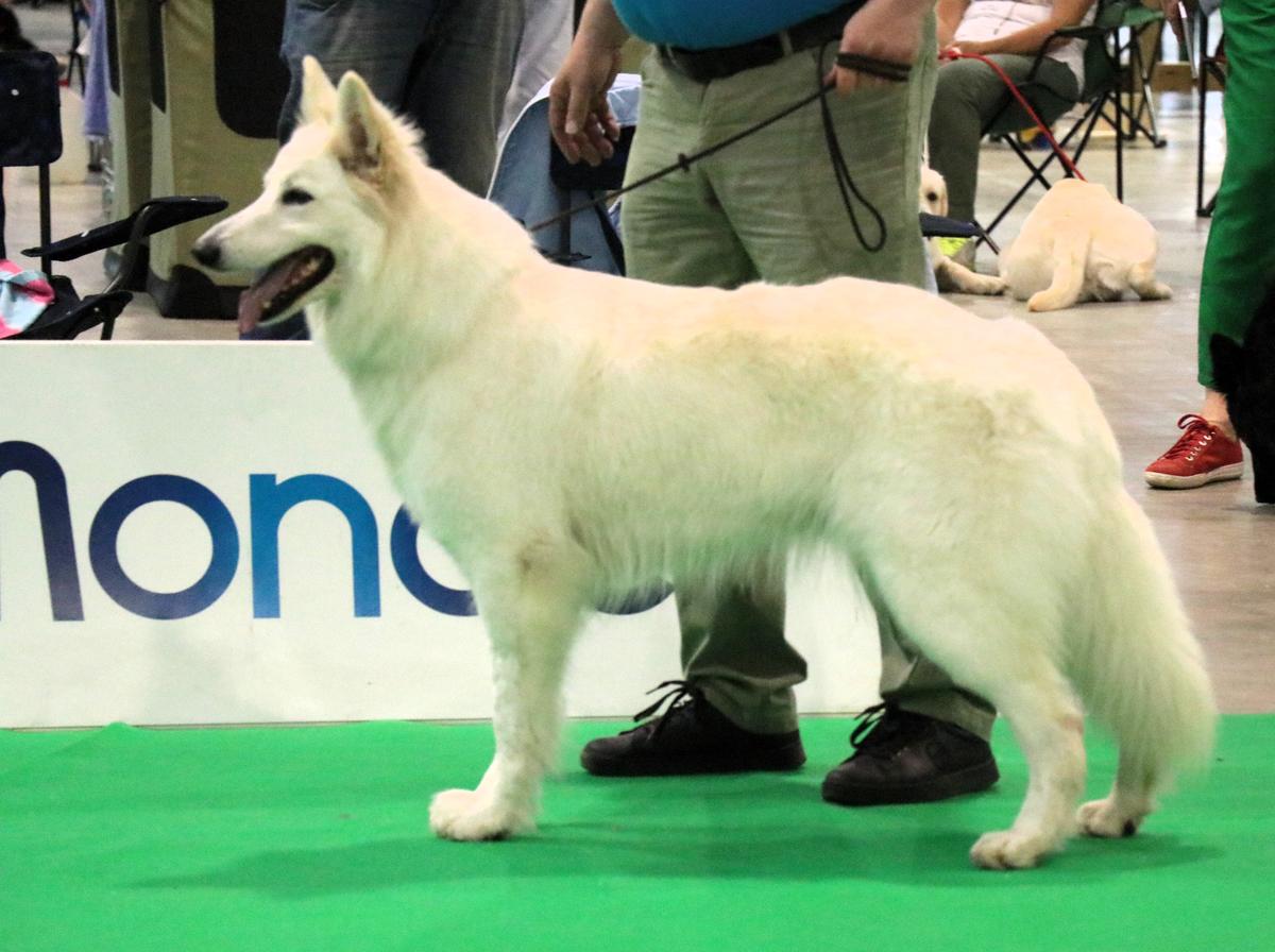 Bianca Bruma di Temaline | White Swiss Shepherd Dog 