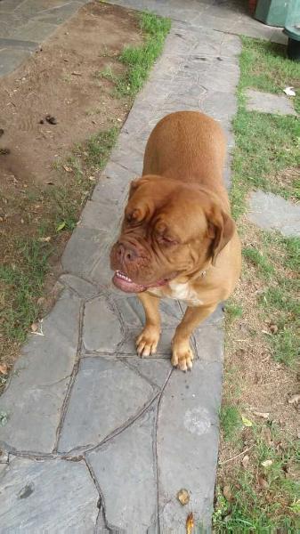 Dira de la Granja Hungara | Dogue de Bordeaux 