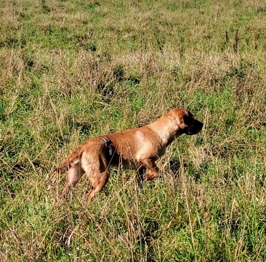 CPR Marshal The Pointing Lab | Yellow Labrador Retriver