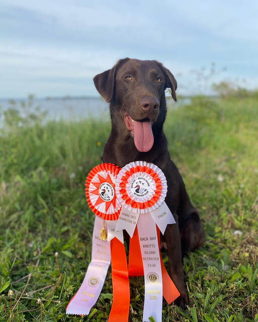 Red Tide's Sailors Take Warning JH | Chocolate Labrador Retriver