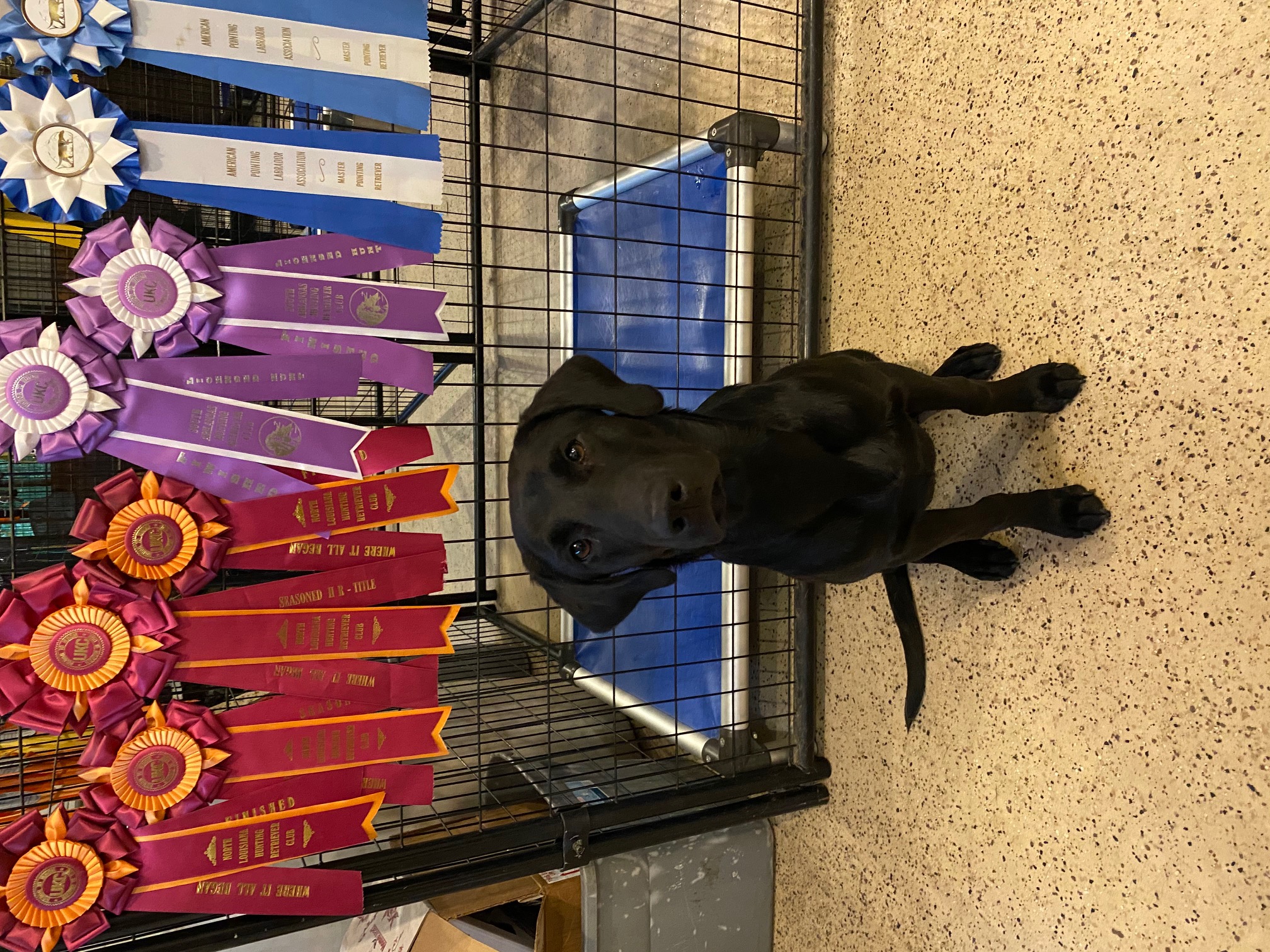 Cooperstown's Satchel Of Pheasants | Black Labrador Retriver