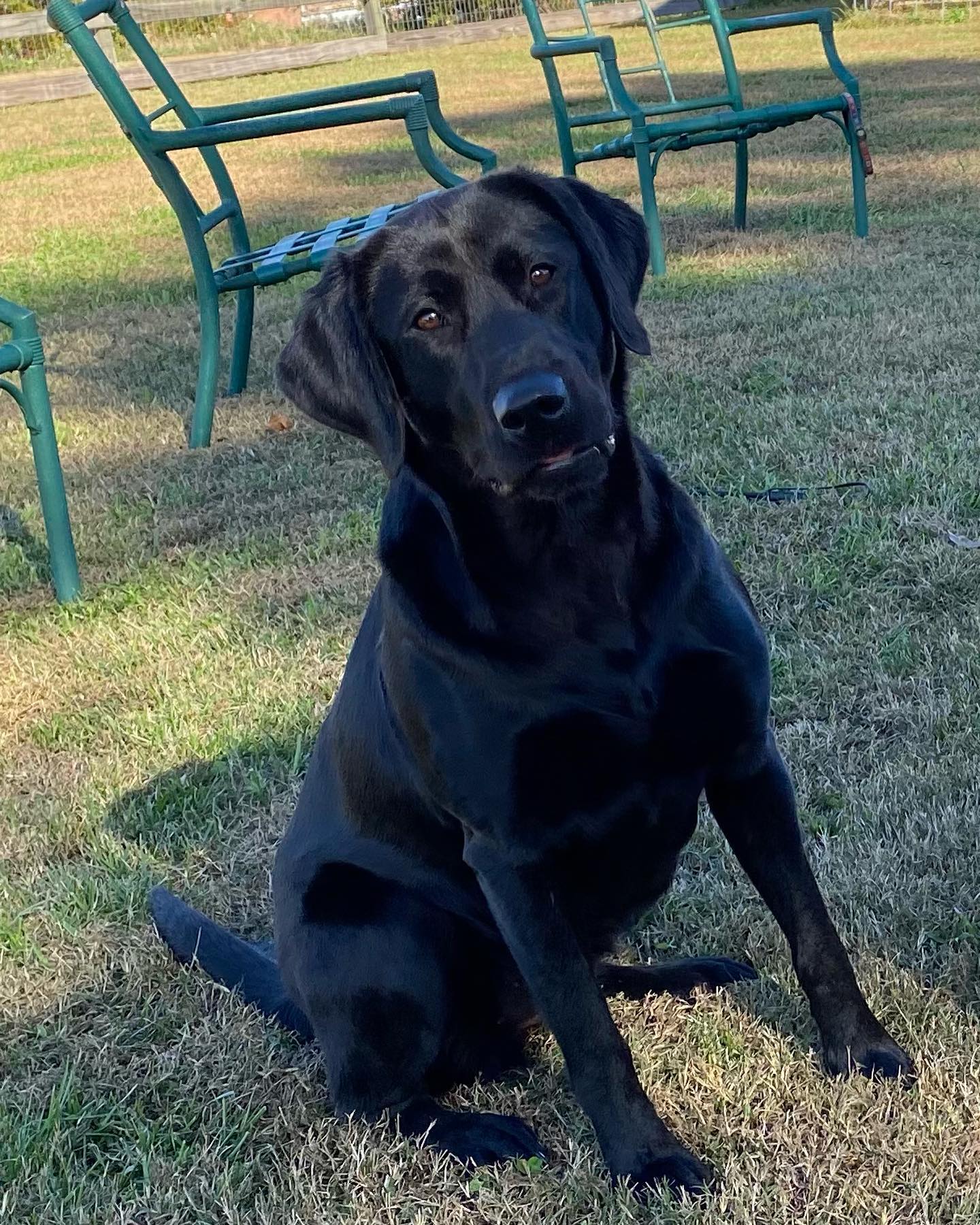 Ducktown's Big Black Dude's Legacy | Black Labrador Retriver