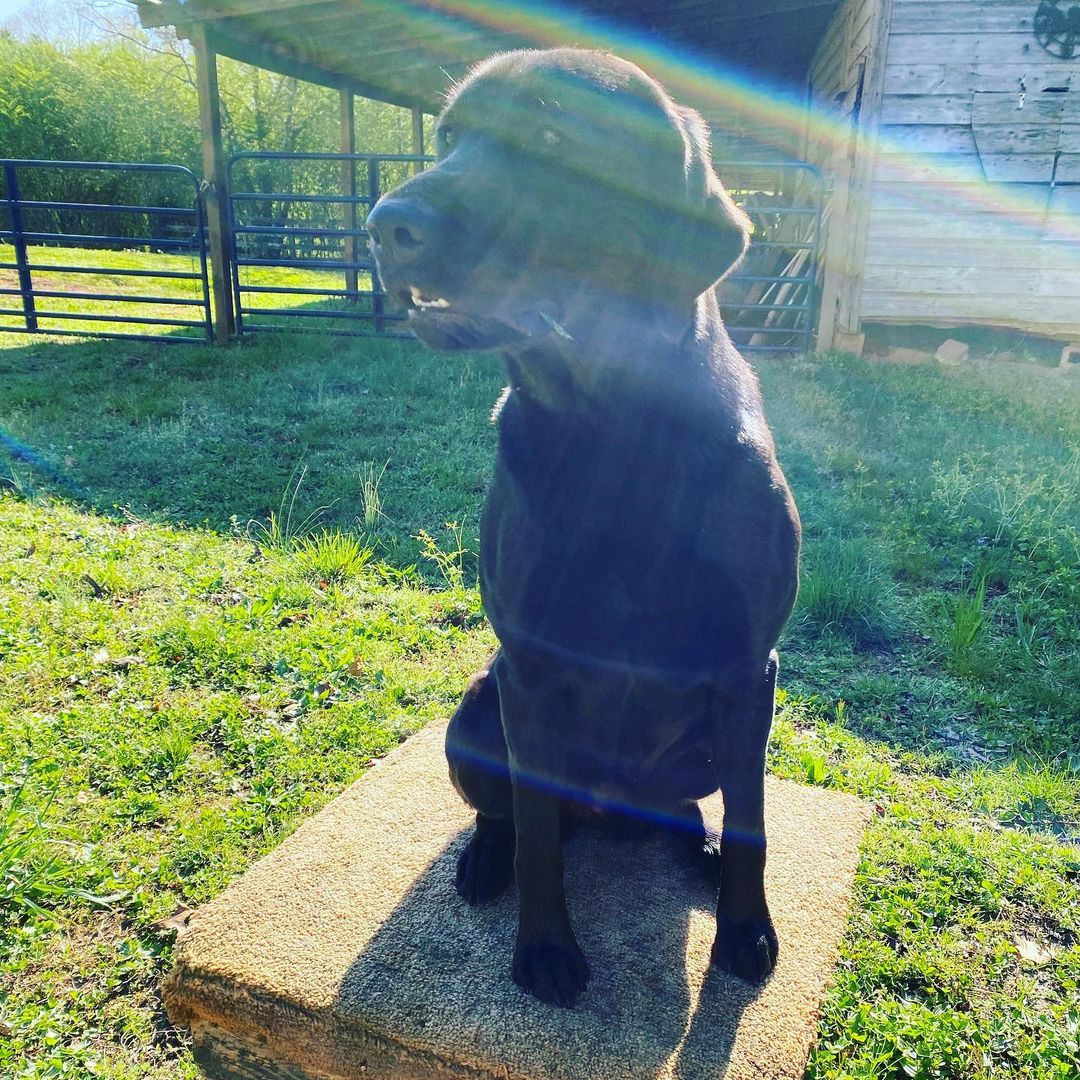 Ducktown's Big Black Dude's Legacy | Black Labrador Retriver