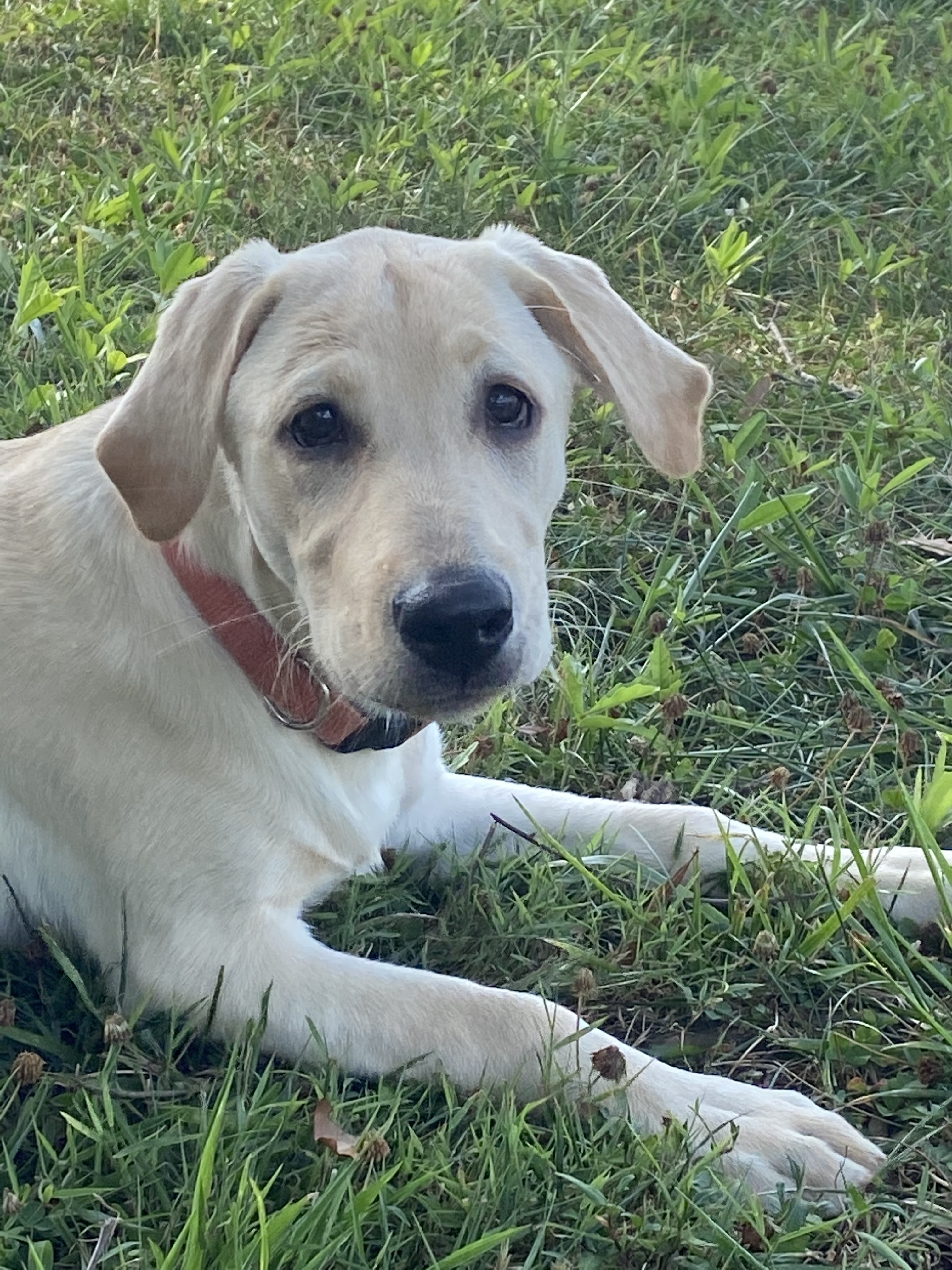 Ducktown's Hatcreeks Blonde Bombshell | Yellow Labrador Retriver