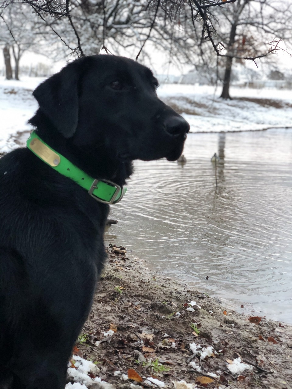 RDR Contenders Final Flight MH | Black Labrador Retriver