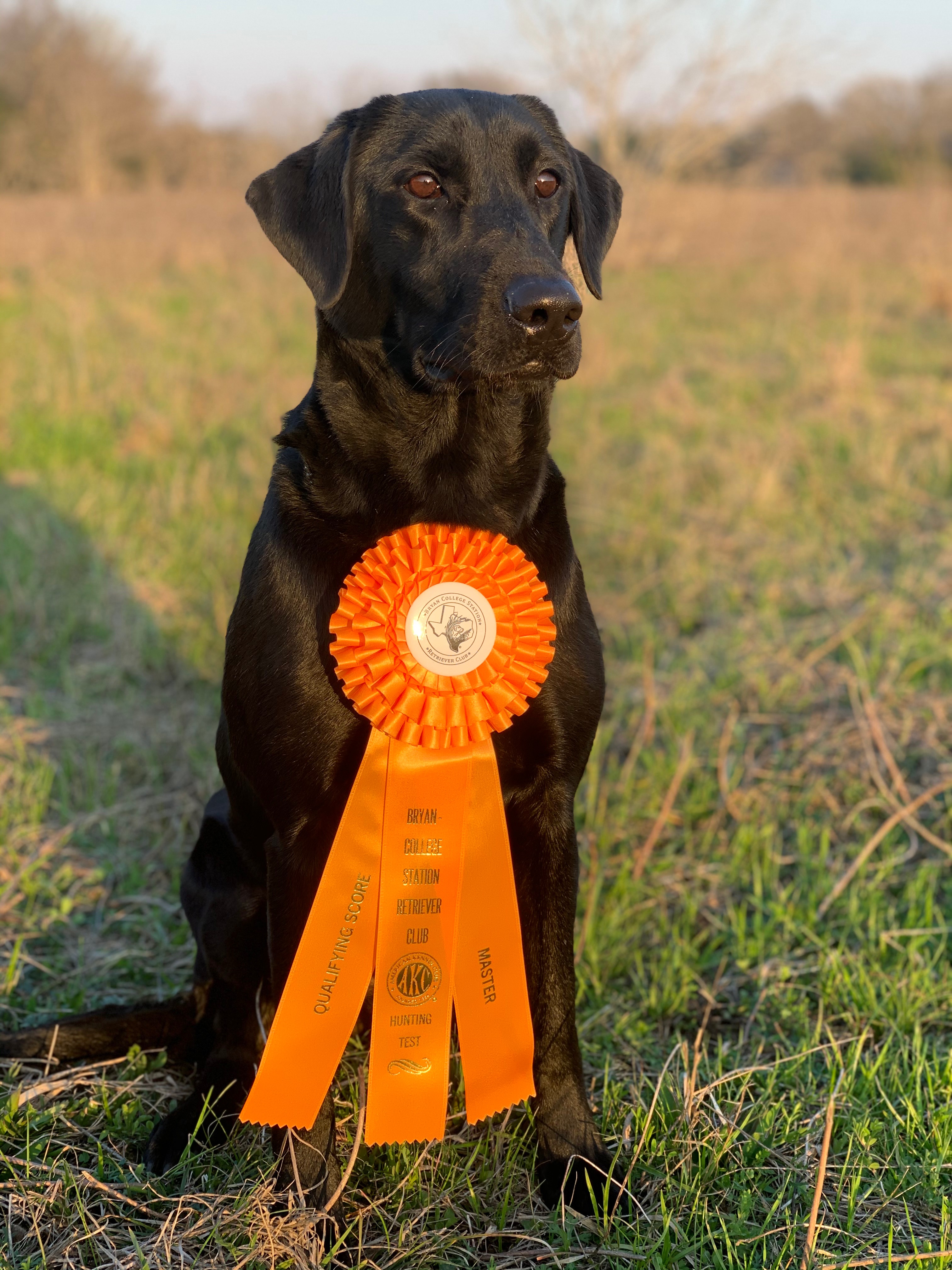 RDR Contenders Final Flight MH | Black Labrador Retriver