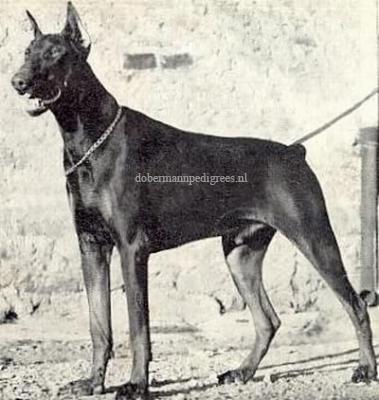 Ero v. Hagenstern | Brown Doberman Pinscher