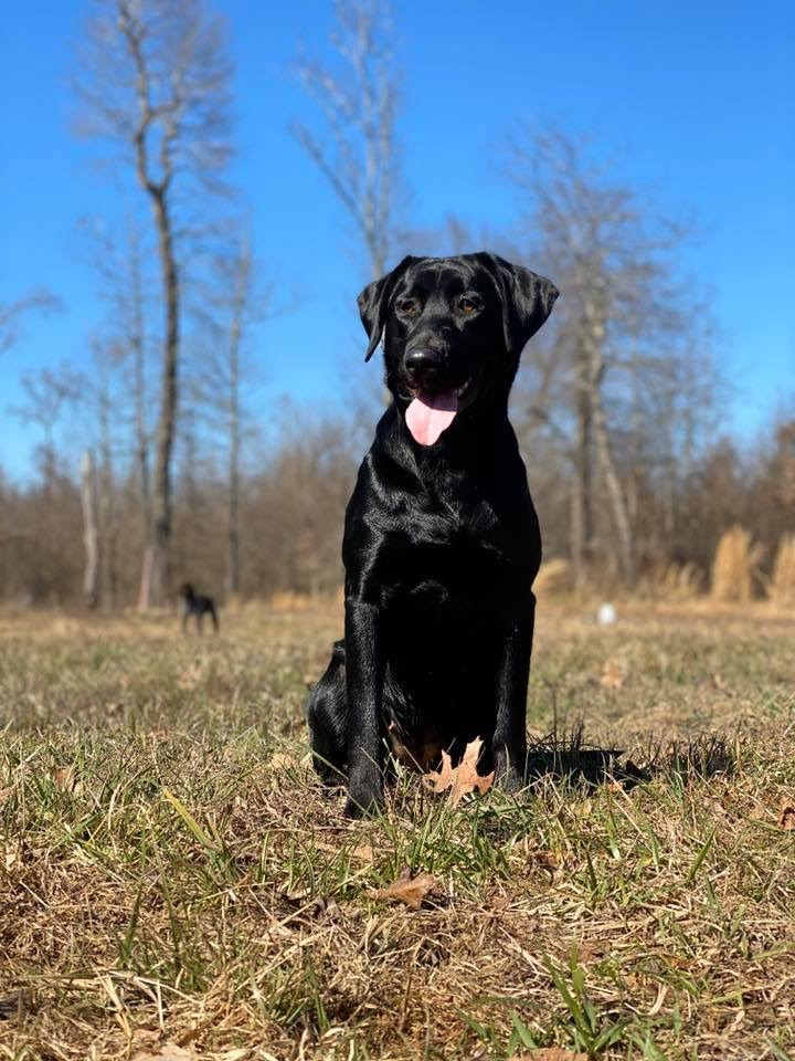 HRCH Broneck’s Fruits Of Our Labor | Black Labrador Retriver