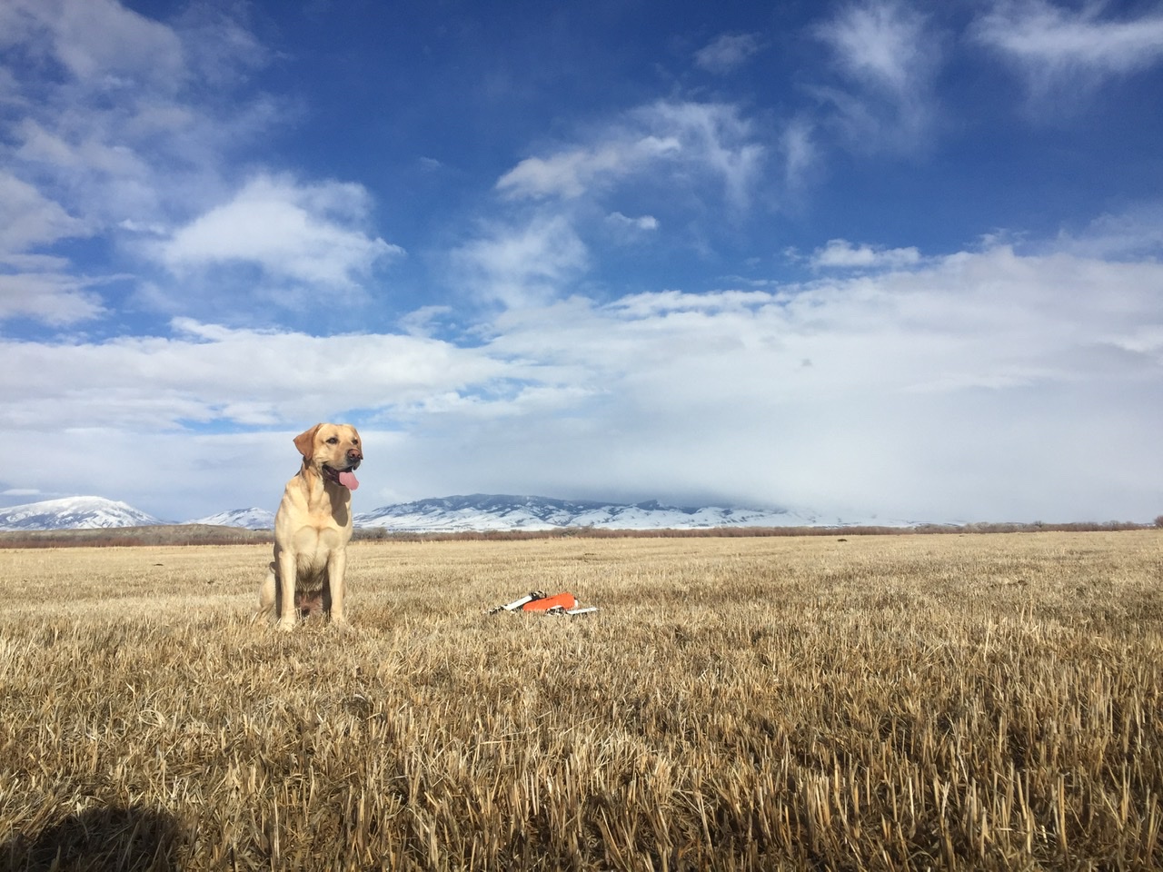 Rocky Mountains Grandest Teton JH | Yellow Labrador Retriver