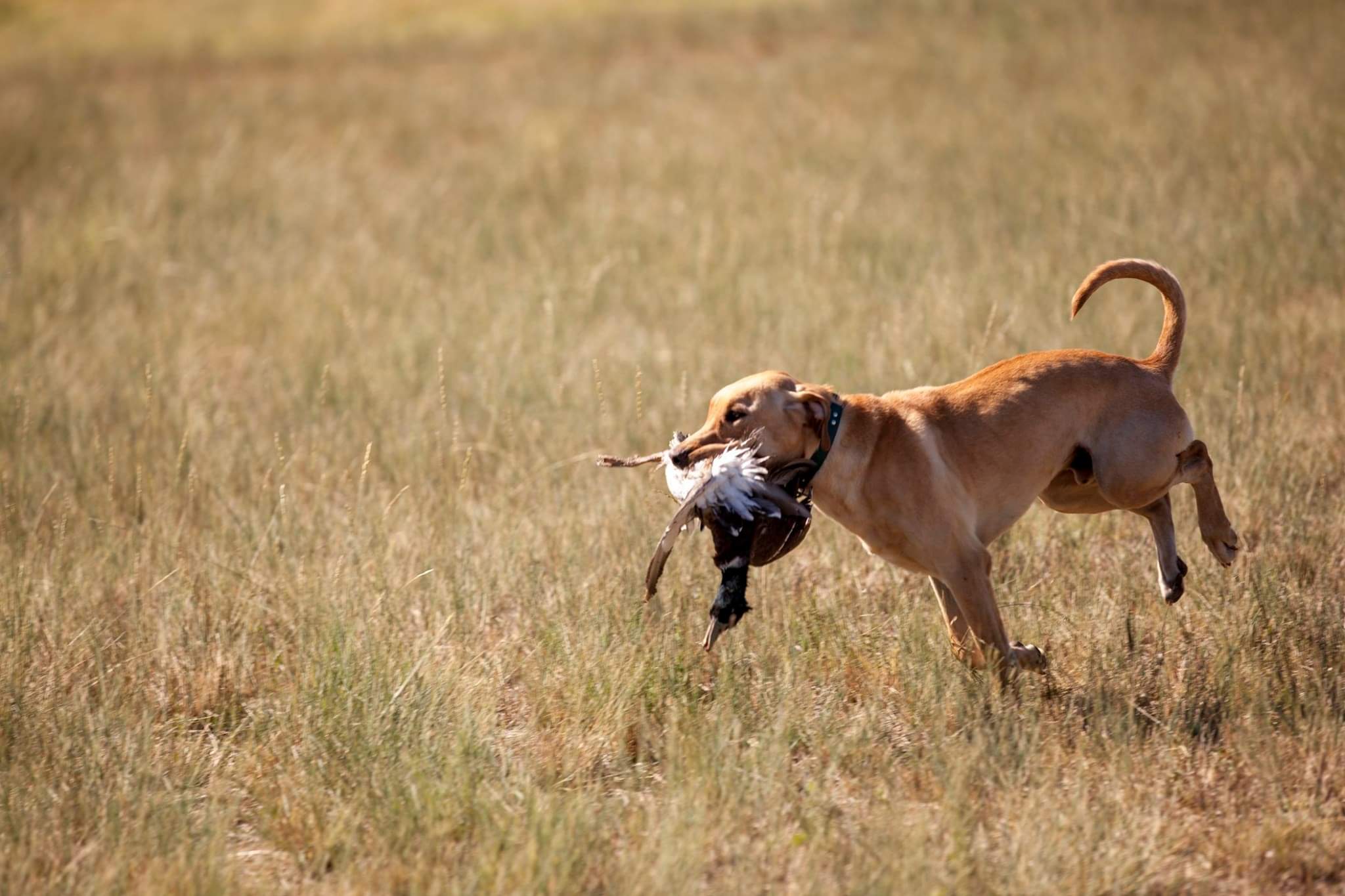 Rollin’ High Like A Mack Truck | Yellow Labrador Retriver