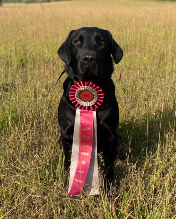 HRCH LP Outfitters Zeke JH | Black Labrador Retriver