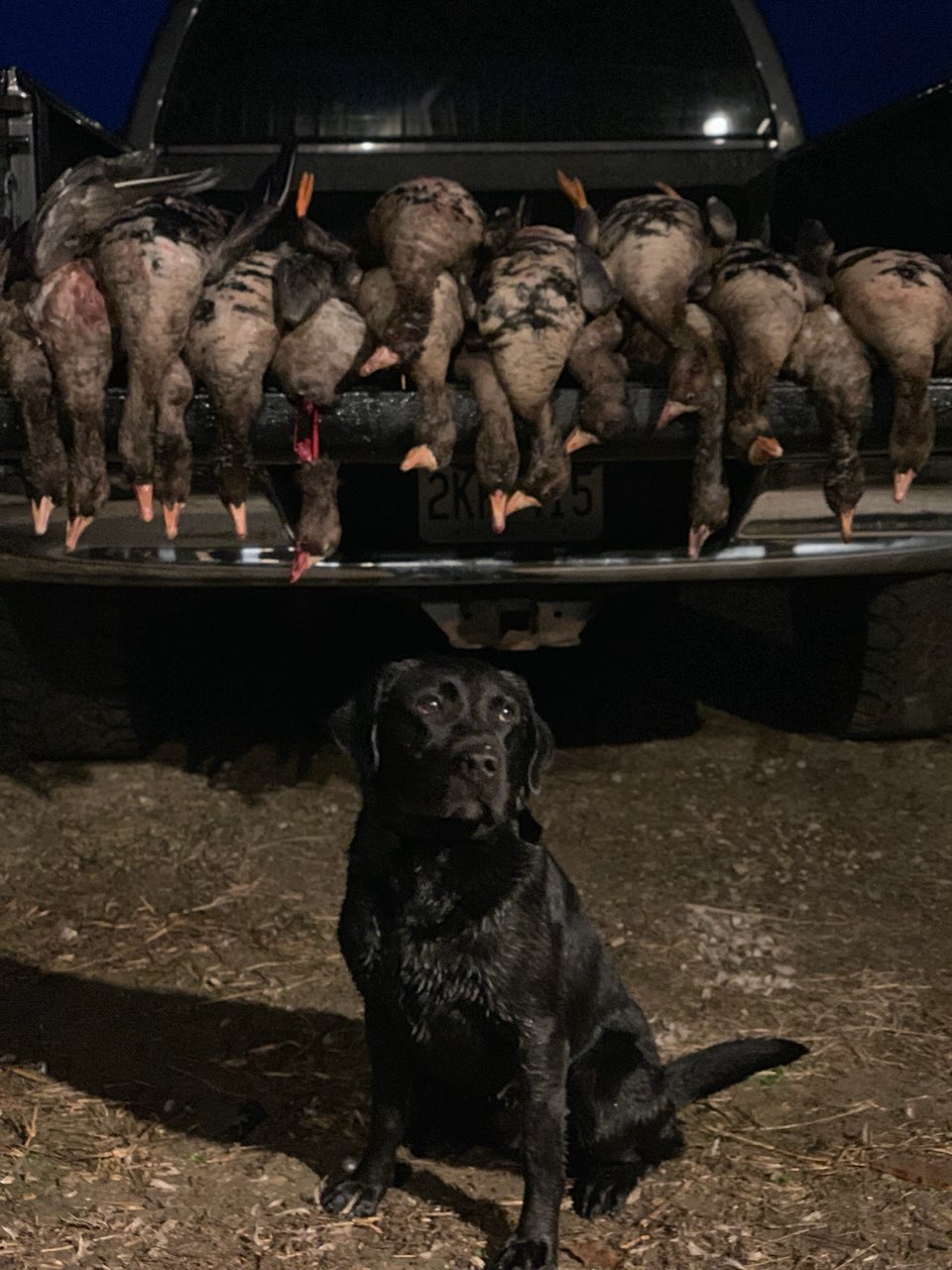 HRCH Grasso's Tank | Black Labrador Retriver