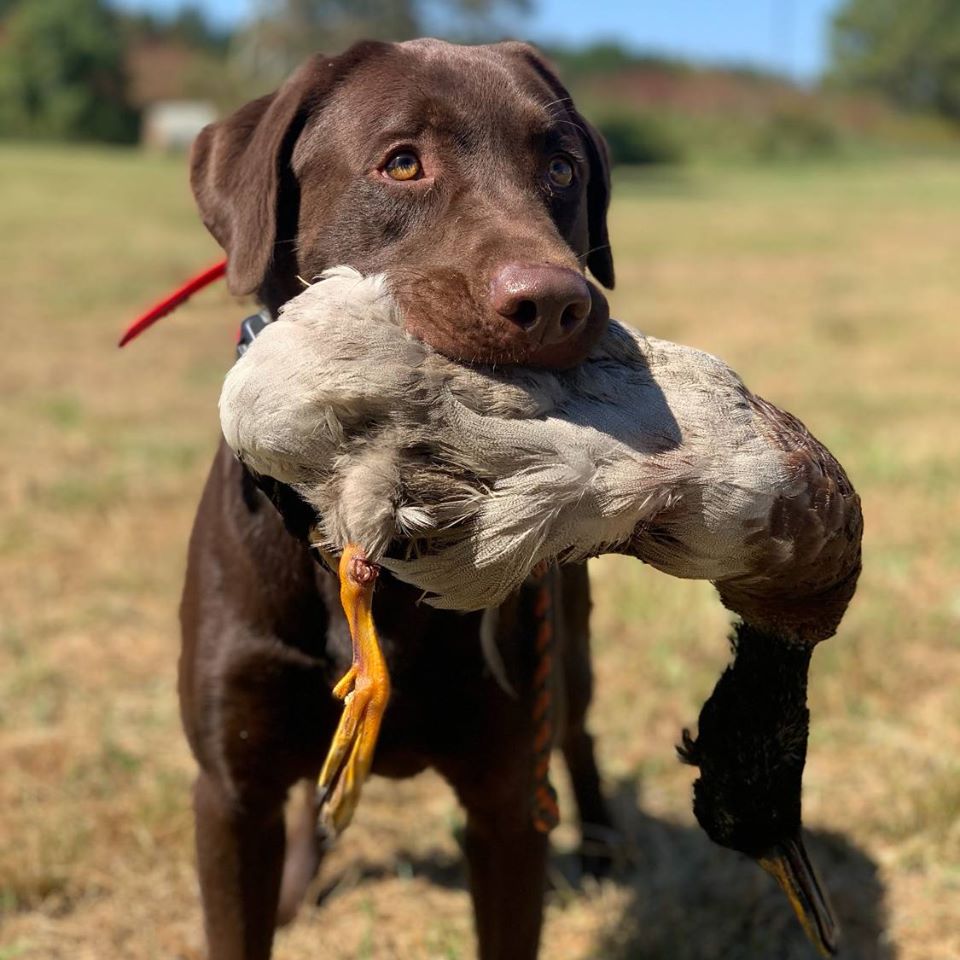 SHR Muddy Chocolate Chester Drake Diesel Plant JRH | Chocolate Labrador Retriver