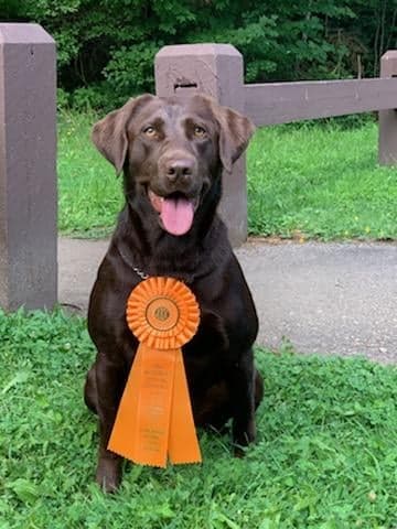 SHR Dixie-Dawn Justice Plant SH | Chocolate Labrador Retriver