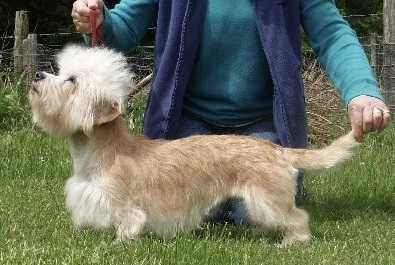 Dawsholm Cantily Kate | Dandie Dinmont Terrier 