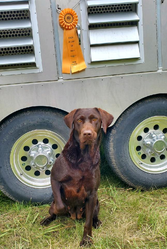 CPR  Waterman Creek's Frau Blucher JH | Chocolate Labrador Retriver