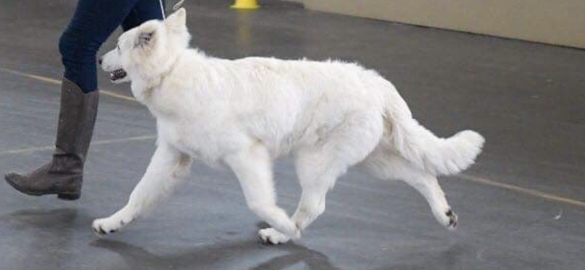 Aslan the Brave of Royal White Wolves | White Swiss Shepherd Dog 