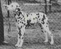 Luonnonpuiston NOTA BENE | Dalmatian 