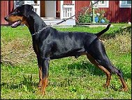 Quebec's MACHO MAN | German Pinscher 