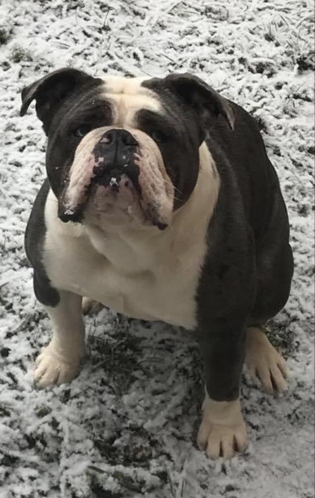 Unique oldies trinity | Olde English Bulldogge 