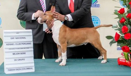 Bist froh barney bibersli | Bull Terrier 