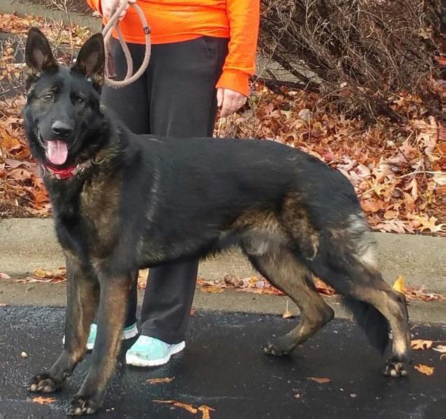 Gigante's Rosco P Coltrane | German Shepherd Dog 