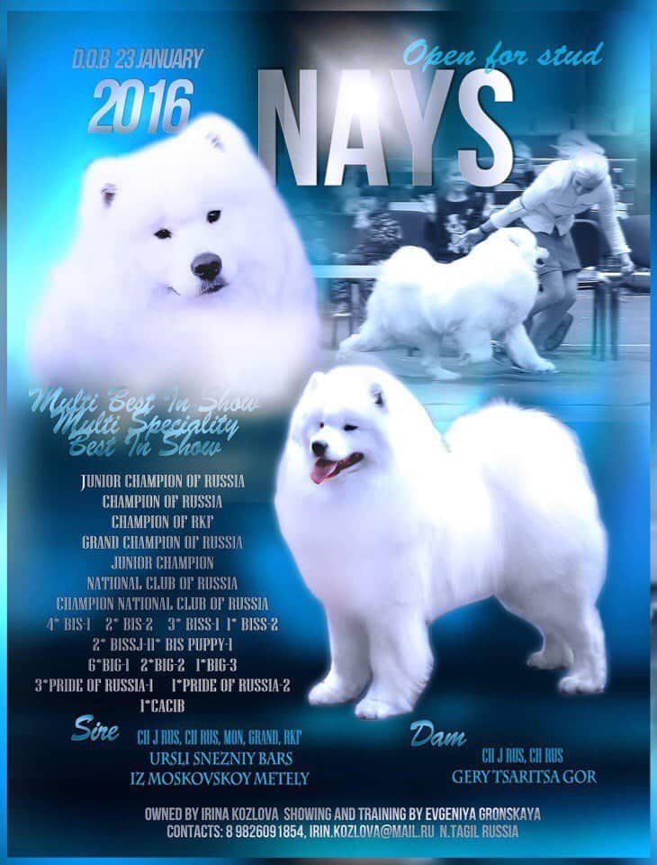 NAYS | Samoyed 