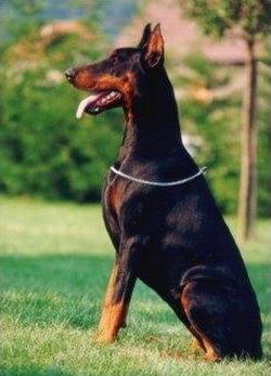 Fellone v. Heckendorf | Black Doberman Pinscher