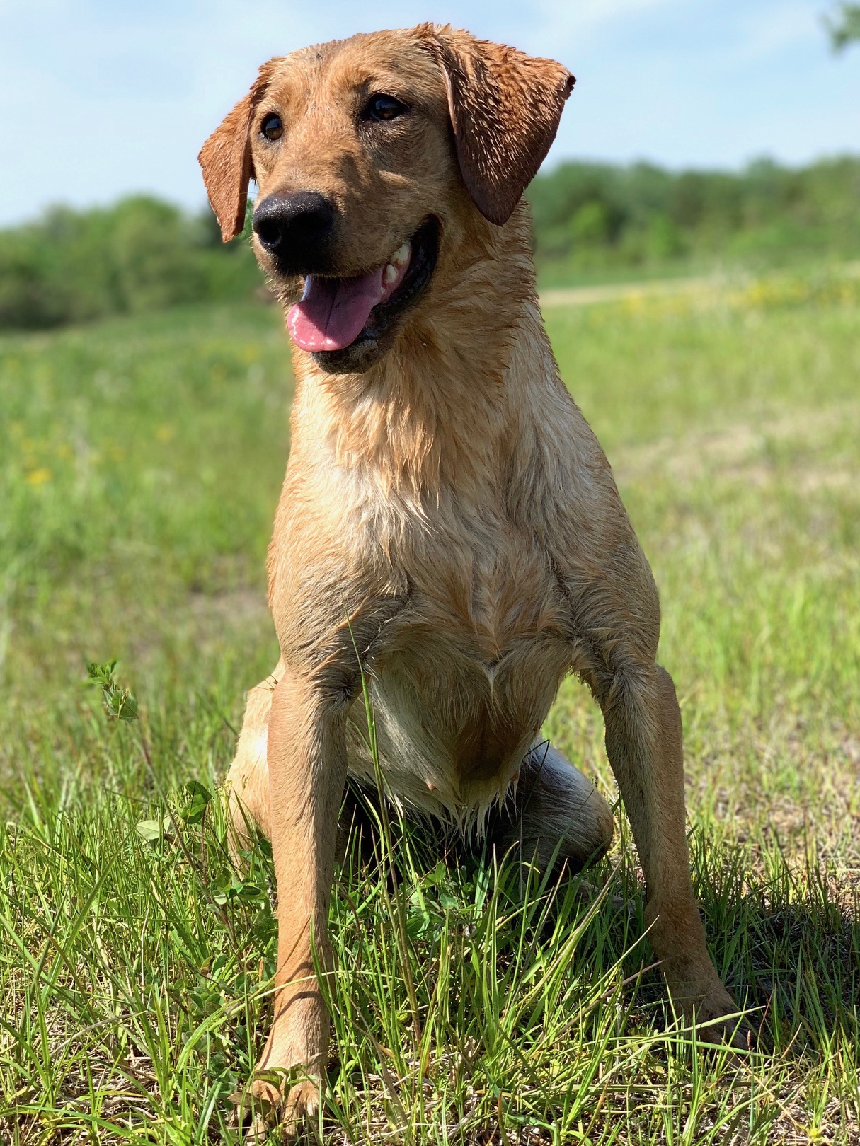 Southfork's Pow Mia SH | UNKN Labrador Retriver