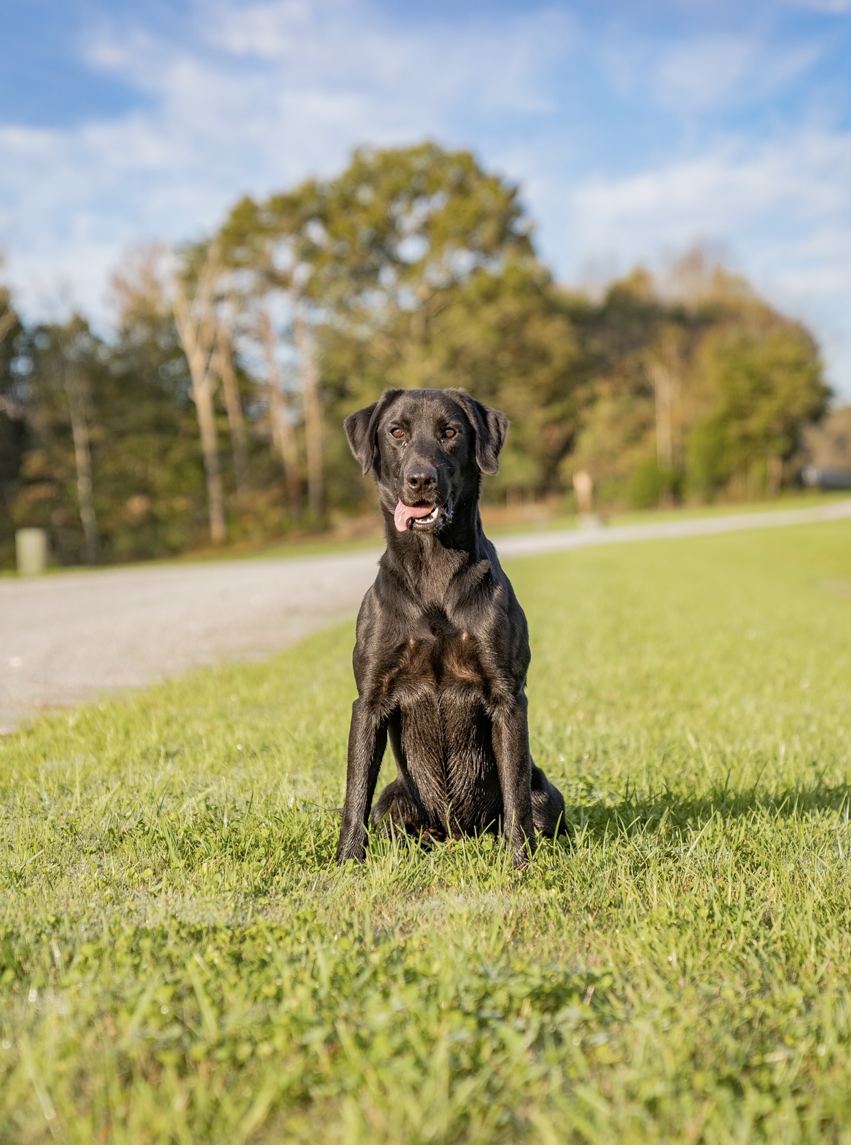 Keeno’s Jazztime Troubador QAA MH | Black Labrador Retriver