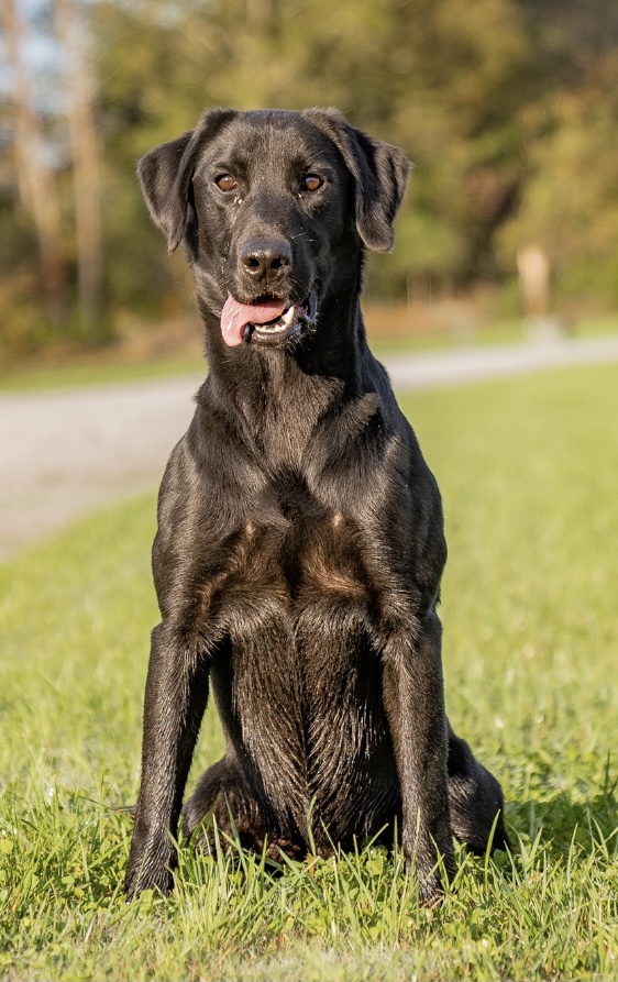 Keeno’s Jazztime Troubador QAA MH | Black Labrador Retriver