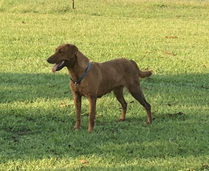 Blake’s Missy Lou | Yellow Labrador Retriver