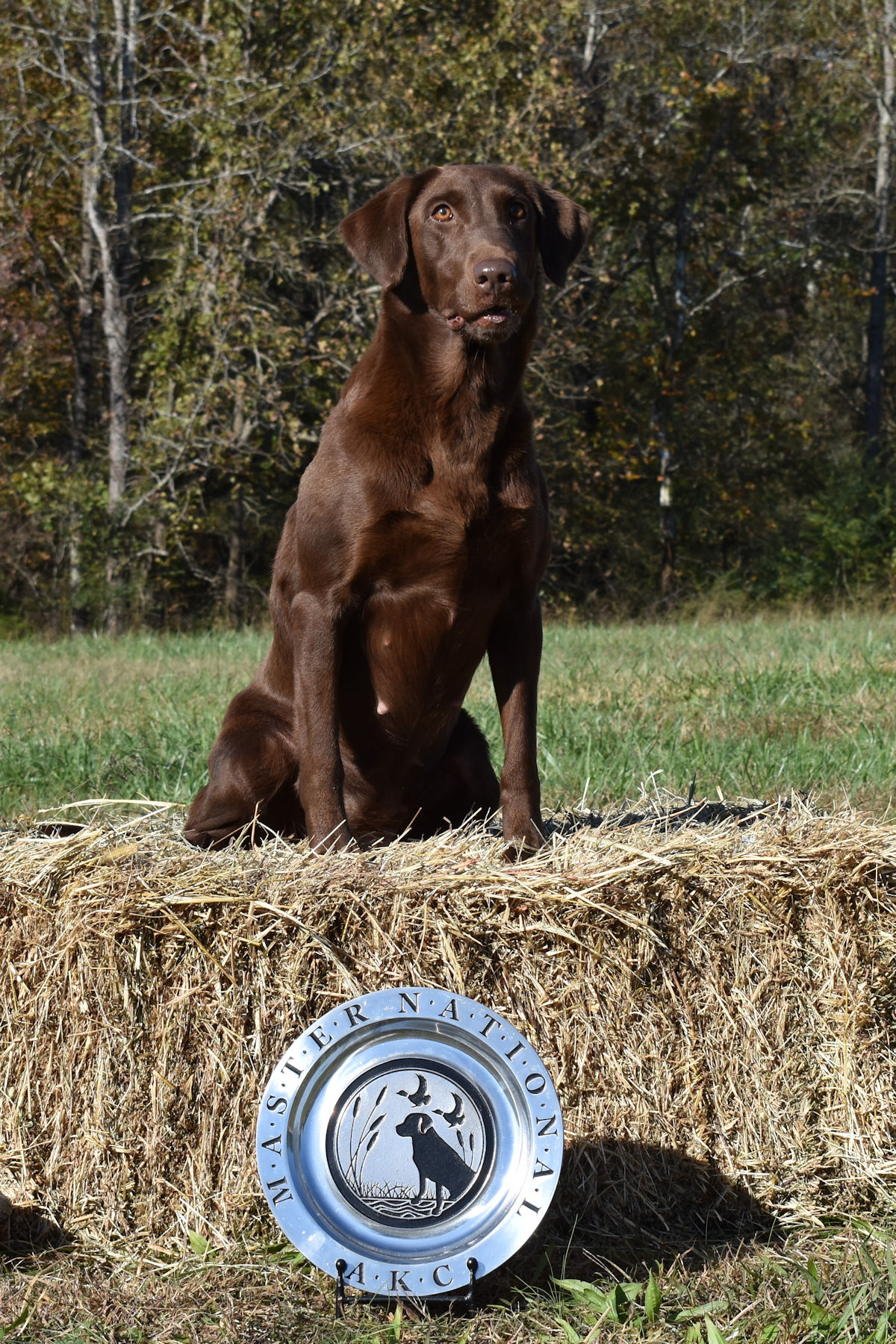 Crimson’s Gonna Ask Forgiveness MH | Chocolate Labrador Retriver