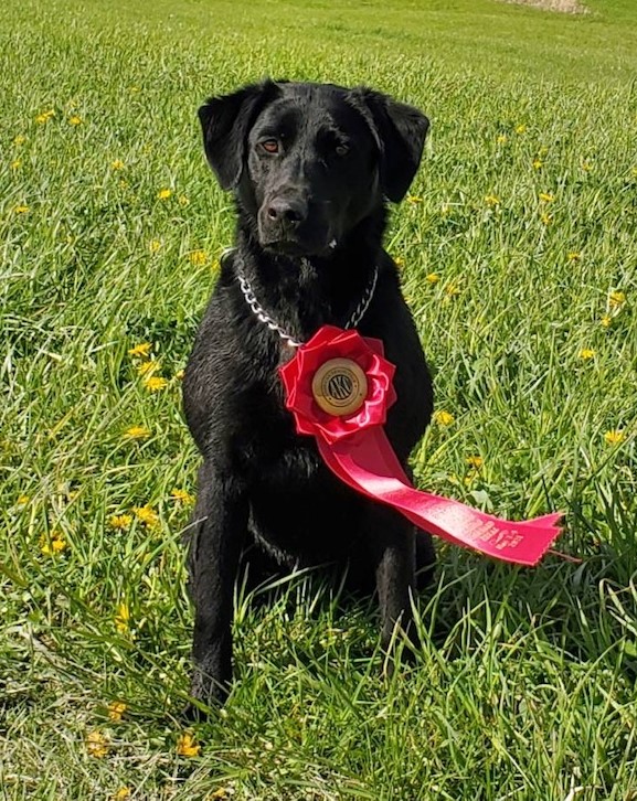 To All The Places I’ve Never Been QA2 | Black Labrador Retriver