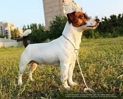 Candyman Valentine My Russeldream | Jack Russell Terrier 