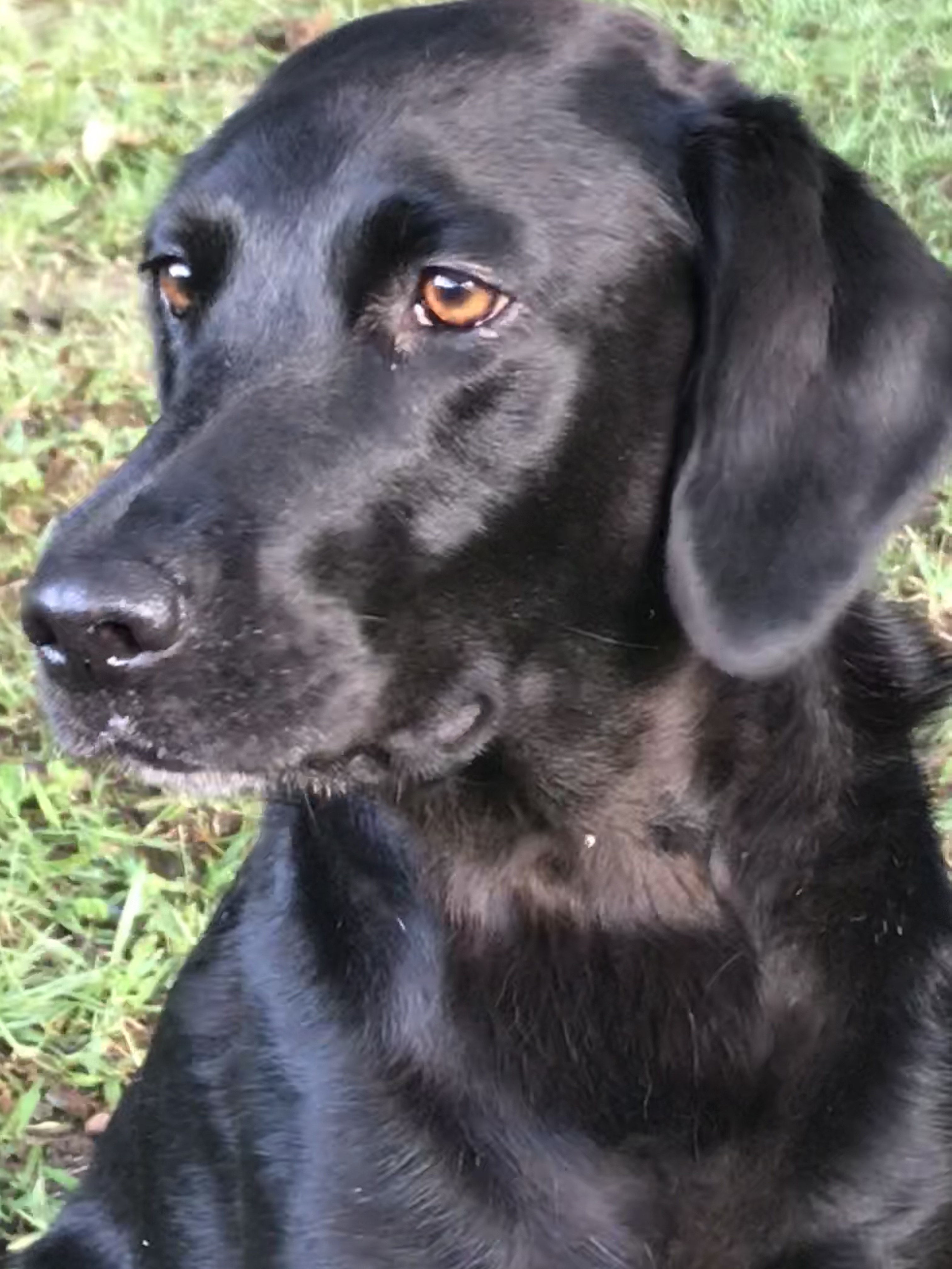 Ttf Greywood's Pippilotta Delicatessa Longstocking | Black Labrador Retriver