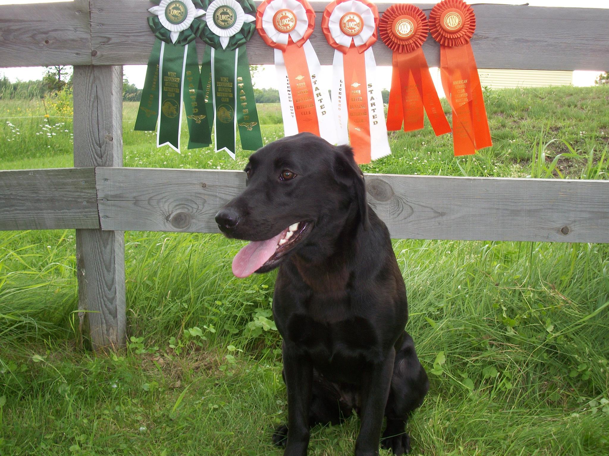 SR Ttf Quivira Millbuies Kate | Black Labrador Retriver